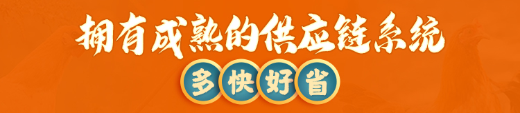 淝东老母鸡